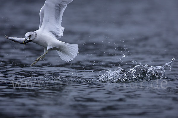 Sturmmöwe (Larus canus)