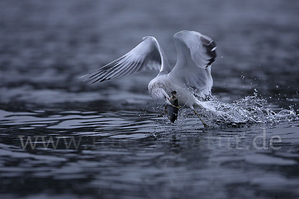 Sturmmöwe (Larus canus)