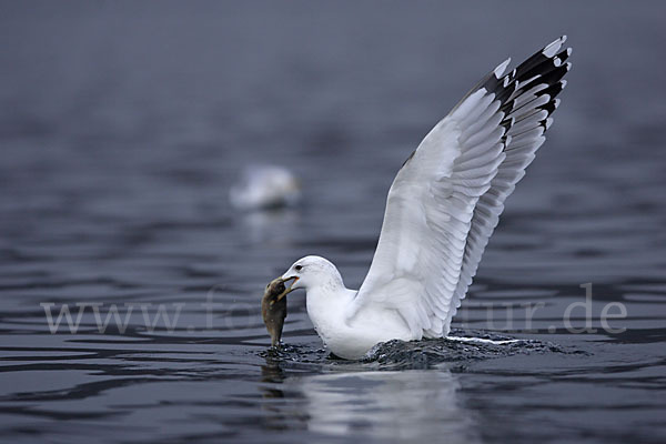 Sturmmöwe (Larus canus)