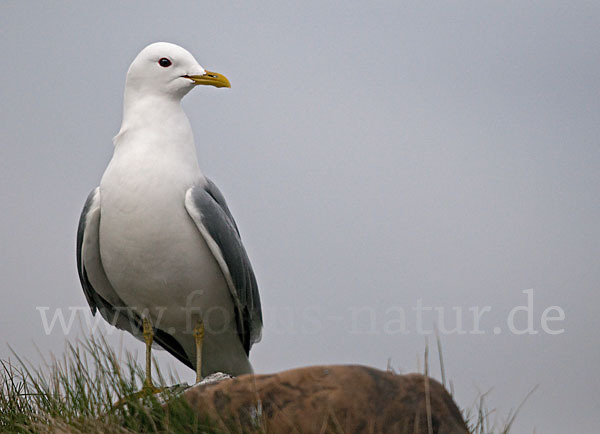 Sturmmöwe (Larus canus)