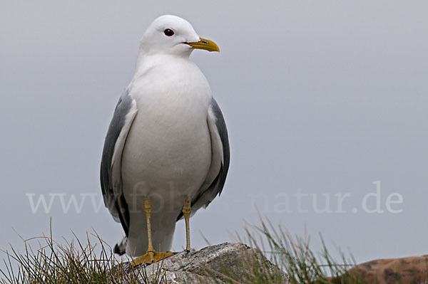 Sturmmöwe (Larus canus)