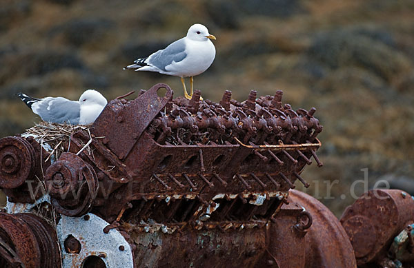 Sturmmöwe (Larus canus)