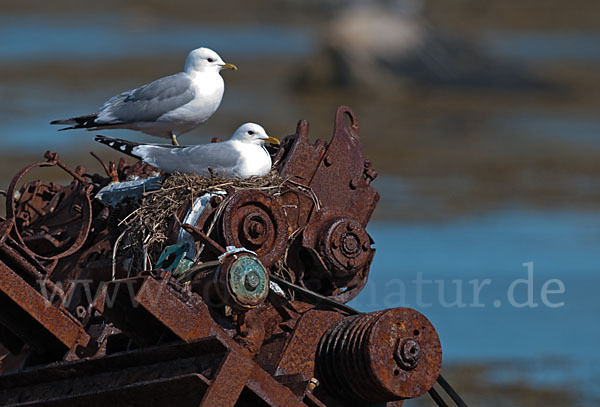 Sturmmöwe (Larus canus)