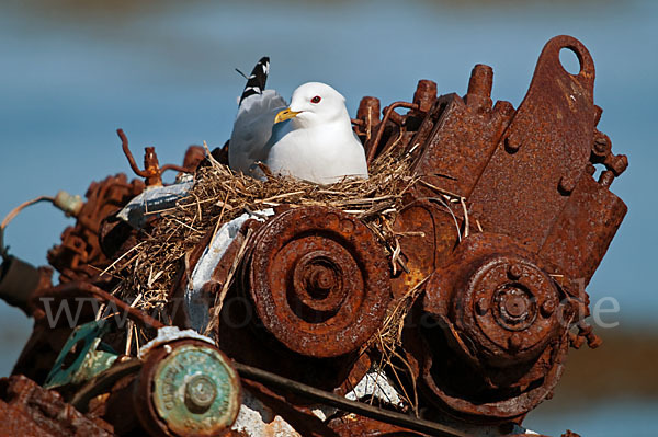 Sturmmöwe (Larus canus)