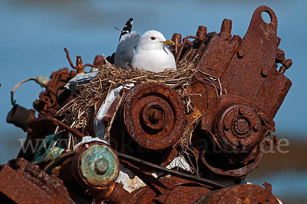 Sturmmöwe (Larus canus)