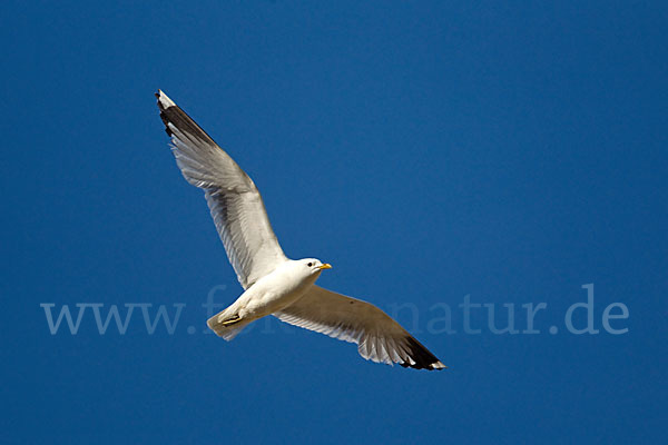 Sturmmöwe (Larus canus)