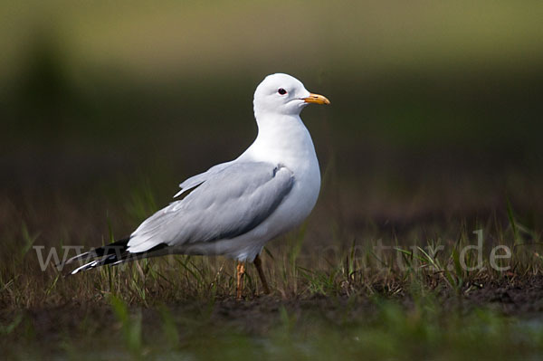 Sturmmöwe (Larus canus)