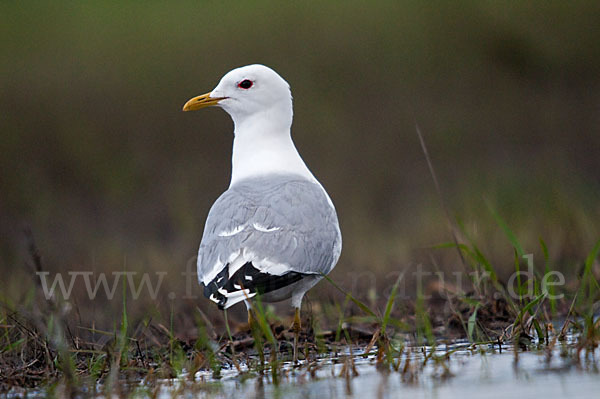 Sturmmöwe (Larus canus)