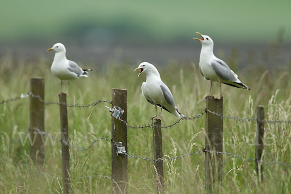 Sturmmöwe (Larus canus)