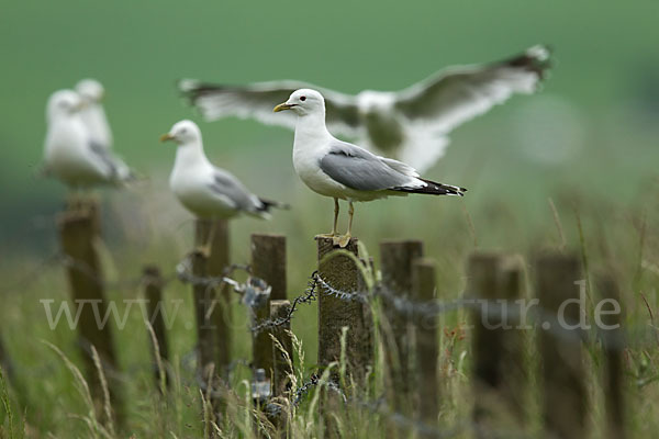 Sturmmöwe (Larus canus)