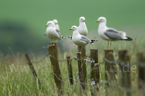 Sturmmöwe (Larus canus)