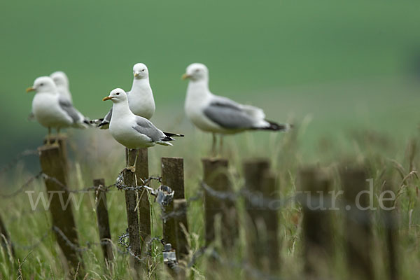 Sturmmöwe (Larus canus)