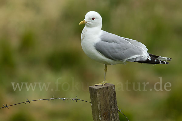 Sturmmöwe (Larus canus)