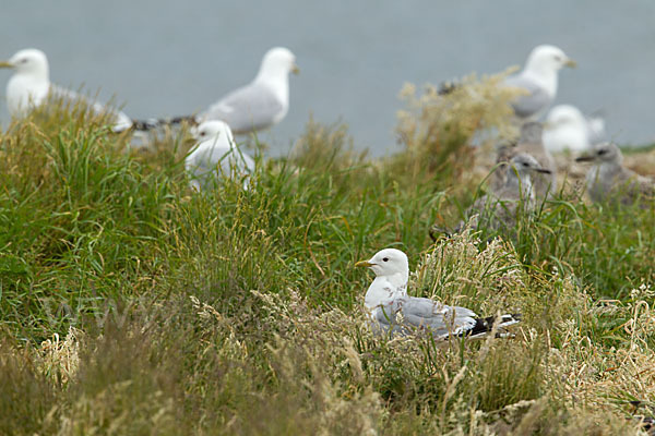 Sturmmöwe (Larus canus)