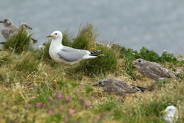 Sturmmöwe (Larus canus)