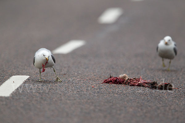 Sturmmöwe (Larus canus)