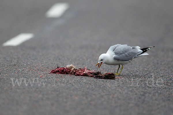 Sturmmöwe (Larus canus)