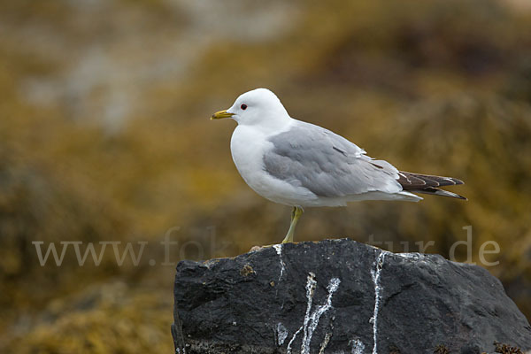 Sturmmöwe (Larus canus)