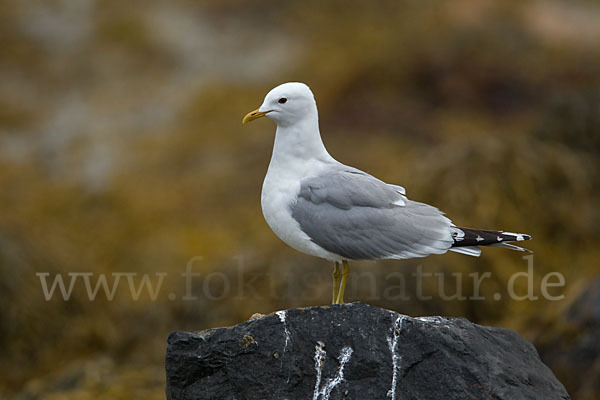 Sturmmöwe (Larus canus)