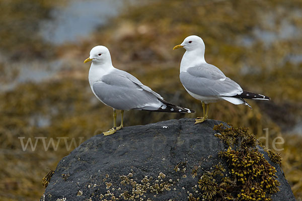 Sturmmöwe (Larus canus)