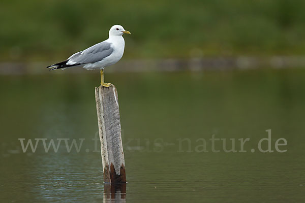 Sturmmöwe (Larus canus)