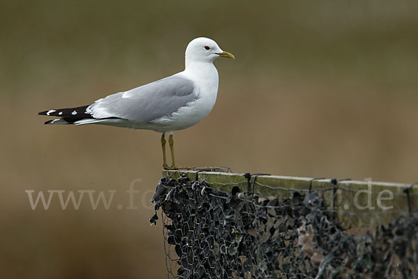 Sturmmöwe (Larus canus)