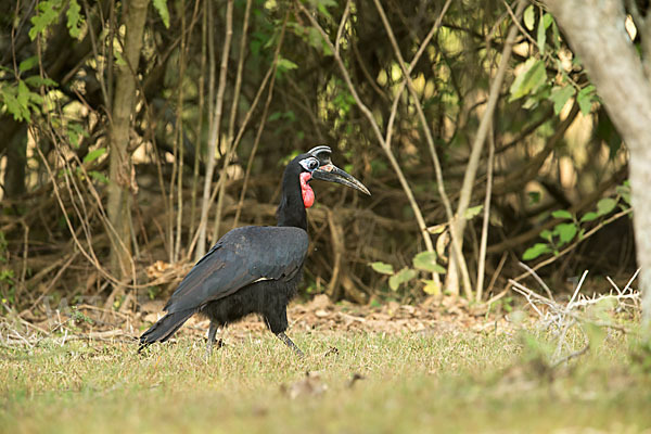 Sudanhornrabe (Bucorvus abyssinicus)