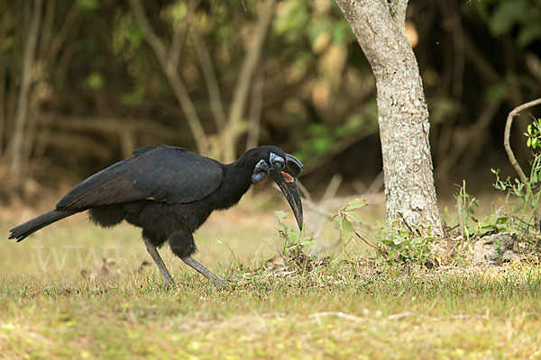 Sudanhornrabe (Bucorvus abyssinicus)