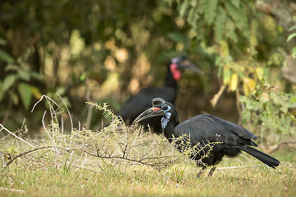 Sudanhornrabe (Bucorvus abyssinicus)