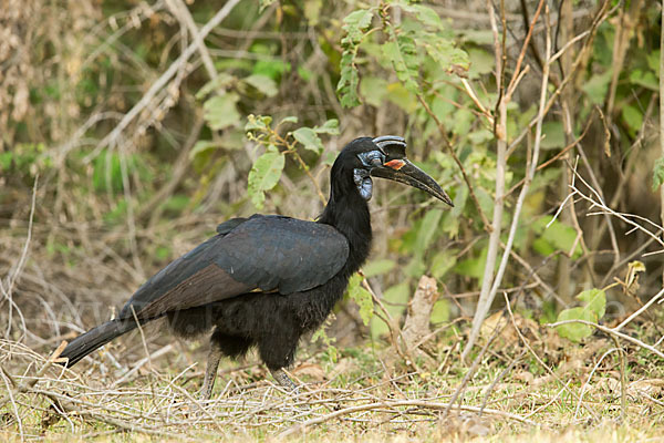 Sudanhornrabe (Bucorvus abyssinicus)