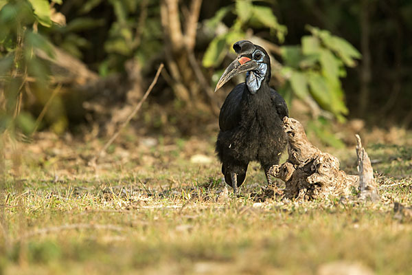 Sudanhornrabe (Bucorvus abyssinicus)