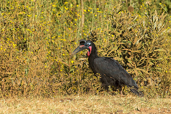 Sudanhornrabe (Bucorvus abyssinicus)