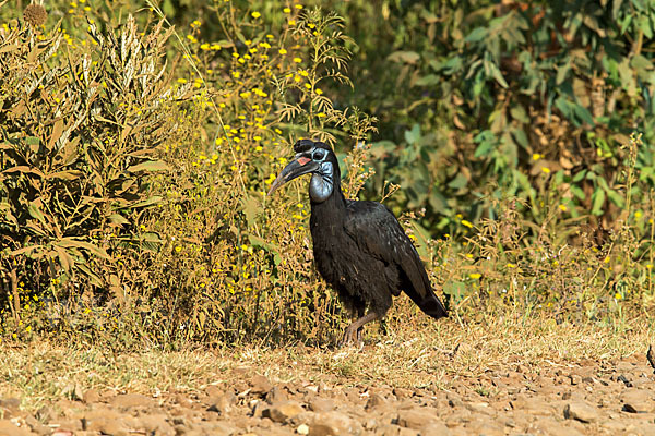 Sudanhornrabe (Bucorvus abyssinicus)