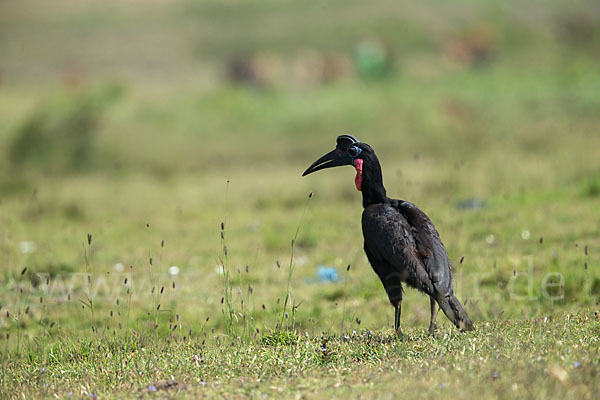 Sudanhornrabe (Bucorvus abyssinicus)