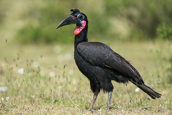 Sudanhornrabe (Bucorvus abyssinicus)