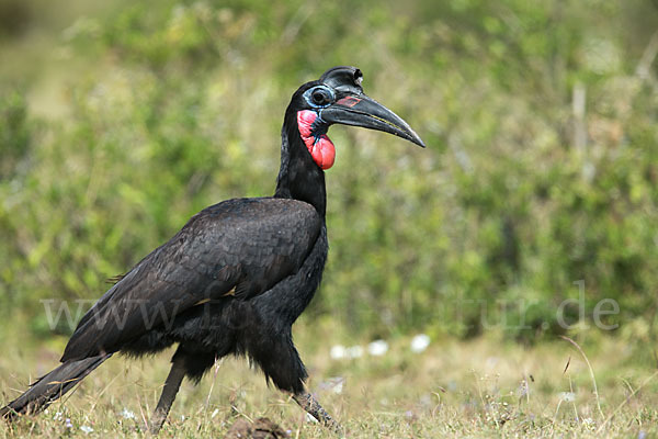 Sudanhornrabe (Bucorvus abyssinicus)