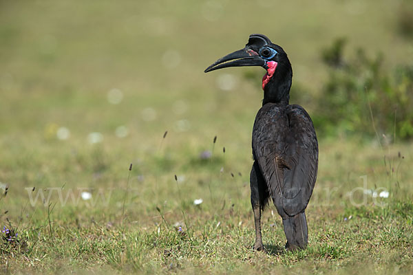 Sudanhornrabe (Bucorvus abyssinicus)