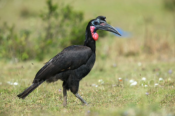 Sudanhornrabe (Bucorvus abyssinicus)