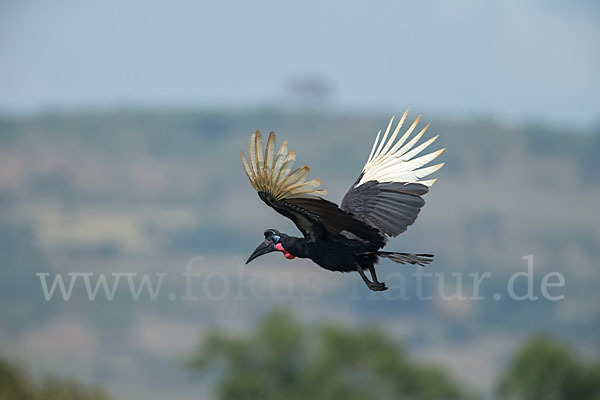 Sudanhornrabe (Bucorvus abyssinicus)