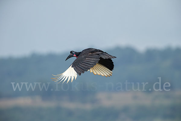 Sudanhornrabe (Bucorvus abyssinicus)