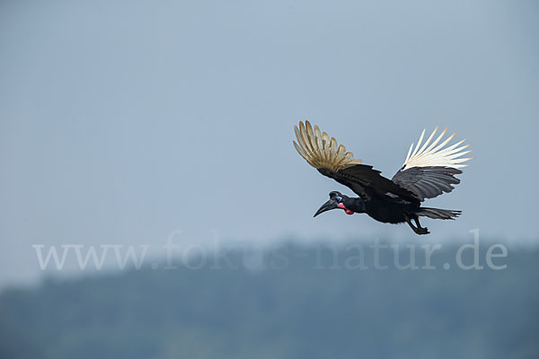 Sudanhornrabe (Bucorvus abyssinicus)