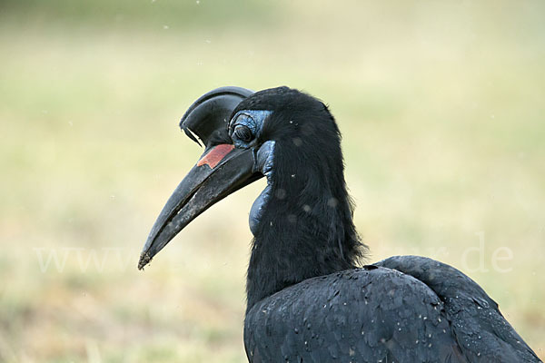 Sudanhornrabe (Bucorvus abyssinicus)