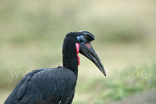 Sudanhornrabe (Bucorvus abyssinicus)