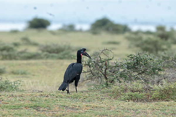 Sudanhornrabe (Bucorvus abyssinicus)