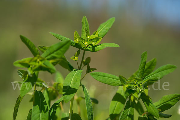 Süße Wolfsmilch (Euphorbia dulcis)