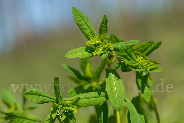 Süße Wolfsmilch (Euphorbia dulcis)