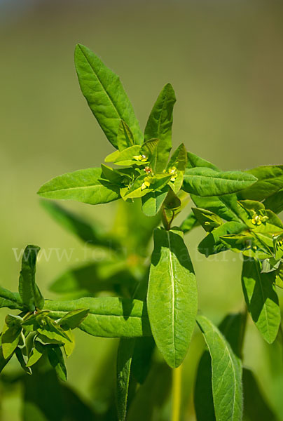 Süße Wolfsmilch (Euphorbia dulcis)