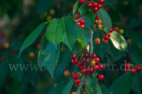 Süßkirsche (Prunus avium)