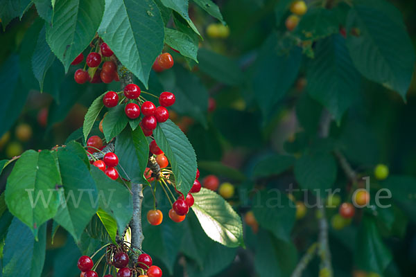 Süßkirsche (Prunus avium)