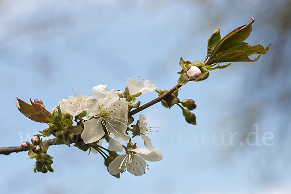 Süßkirsche (Prunus avium)